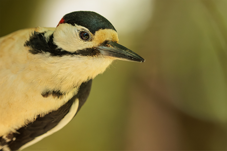 Dendrocopos major male Great spotted woodpecker scotland 